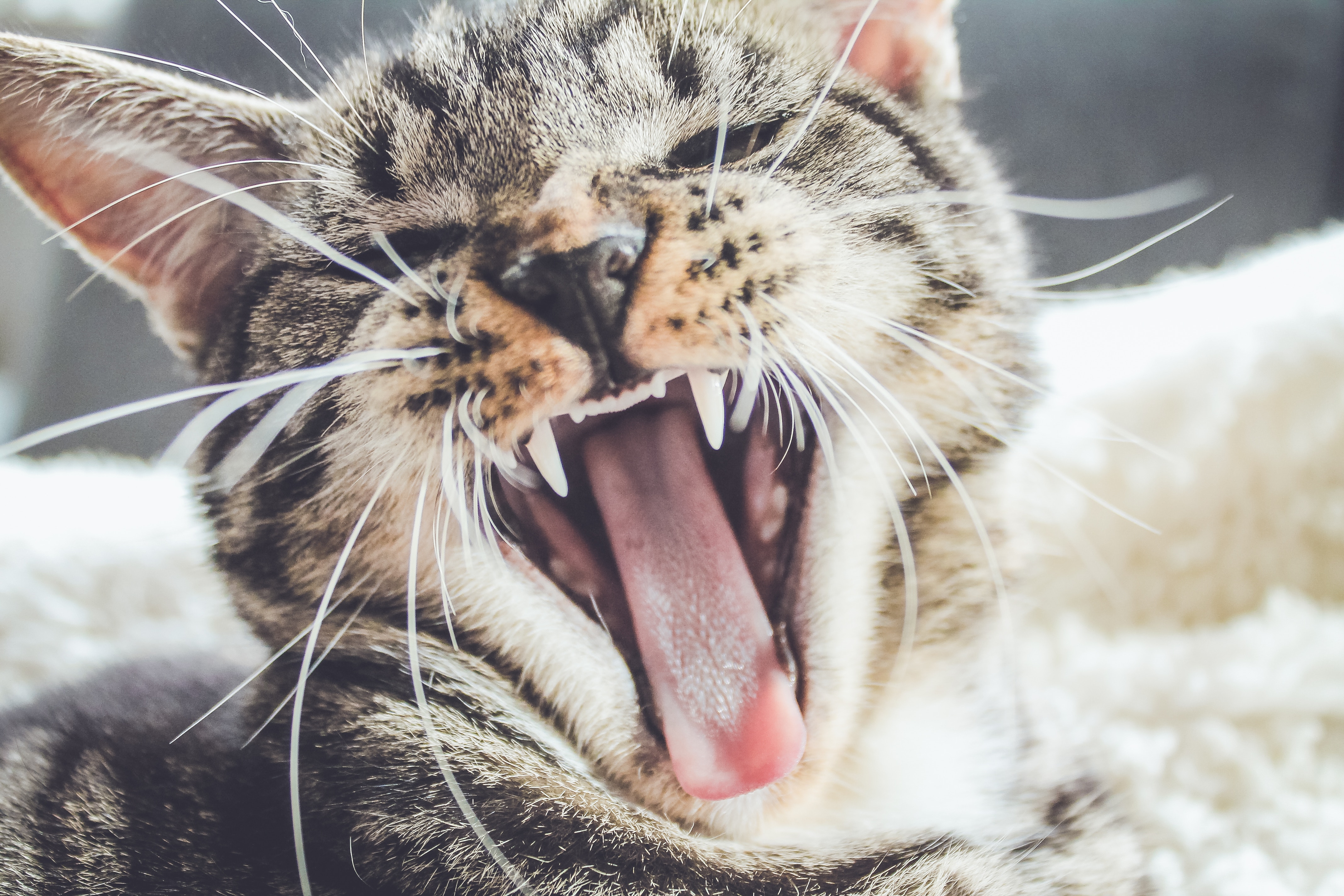 yawning cat - leusink